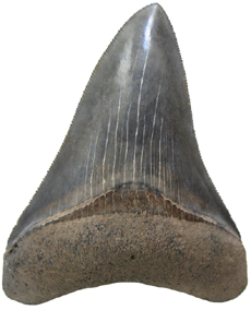 Megalodon Tooth Fossil