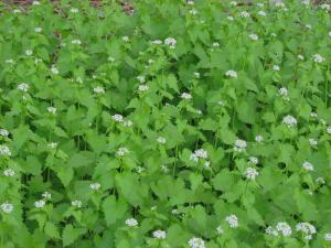 Garlic Mustard Plants in Full Bloom