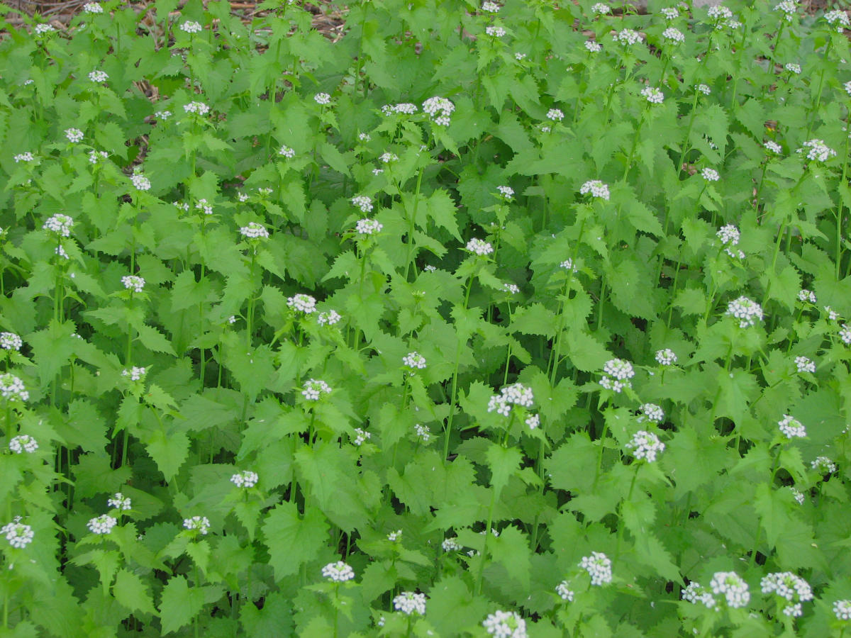 A Message for All Ages: “Garlic&nbsp;Mustard”